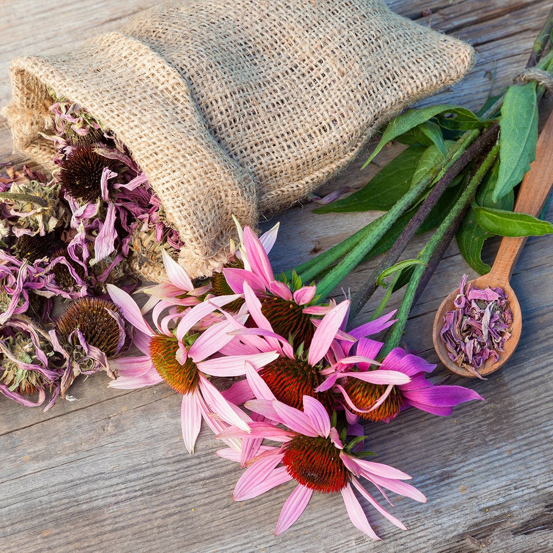 Organic Echinacea Seeds — 'Purple Coneflower'