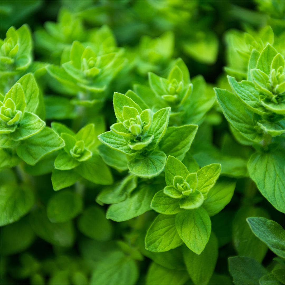 herb plants and seeds for sale Back to the Roots Organic Herb Seeds Variety (5-Pack)