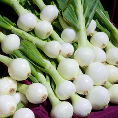 Organic Onion Seeds — 'Walla Walla'