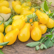 Organic Tomato Seeds — 'Yellow Pear'