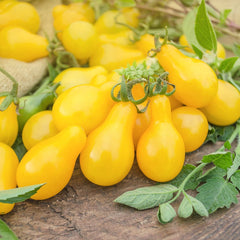 Organic Tomato Seeds — 'Yellow Pear'