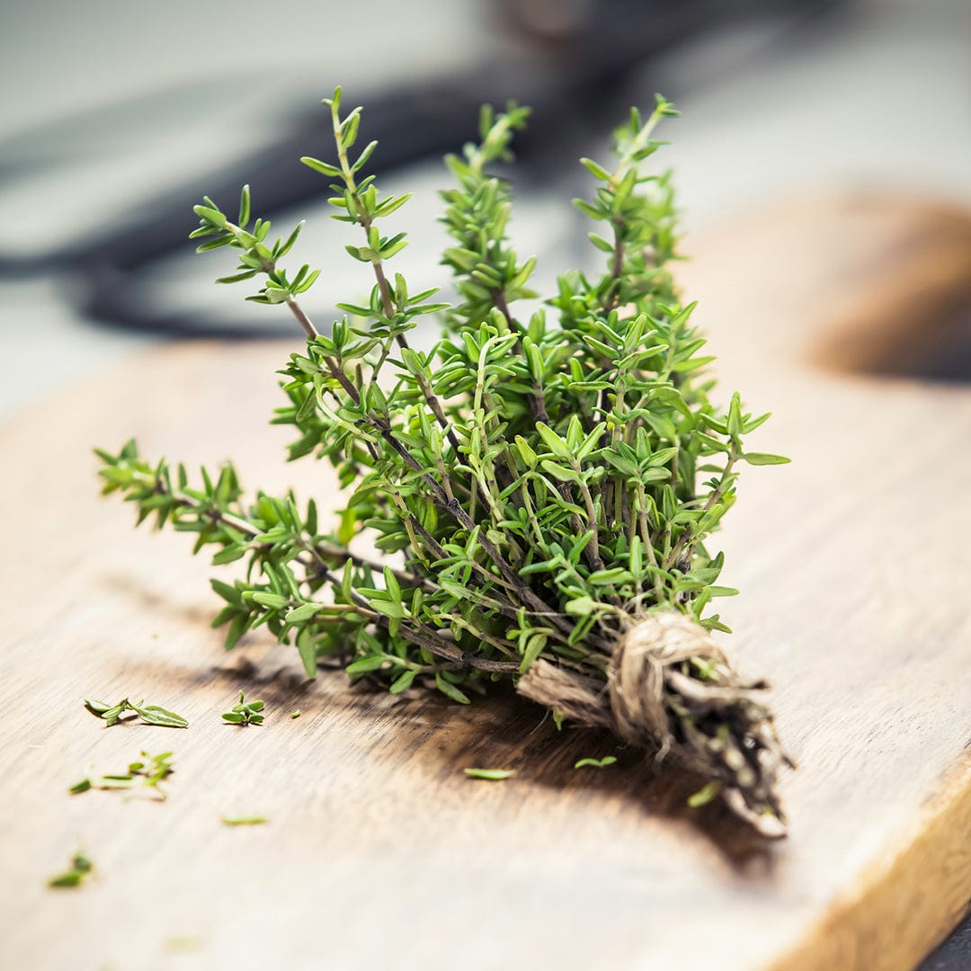 Organic Thyme Seeds — 'English'