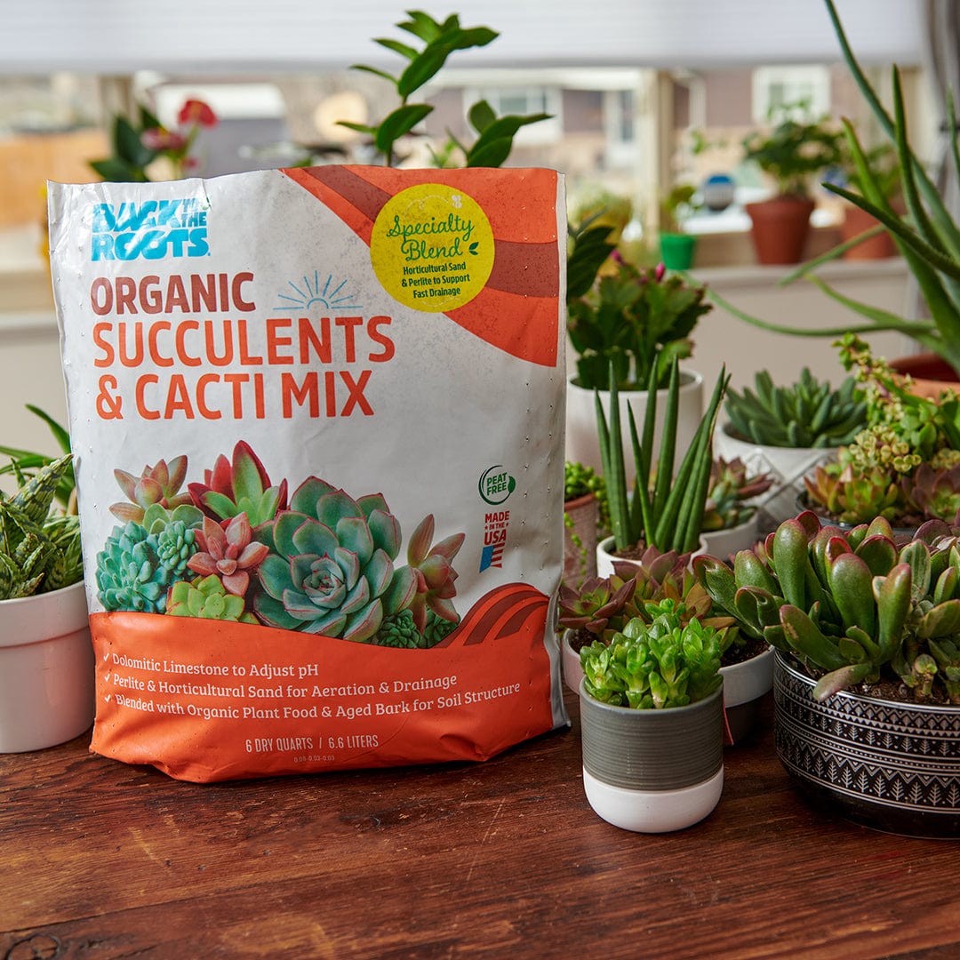 bulk succulent soil 6 qt. Organic Succulent and Cacti Mix Soil (1-Pack)