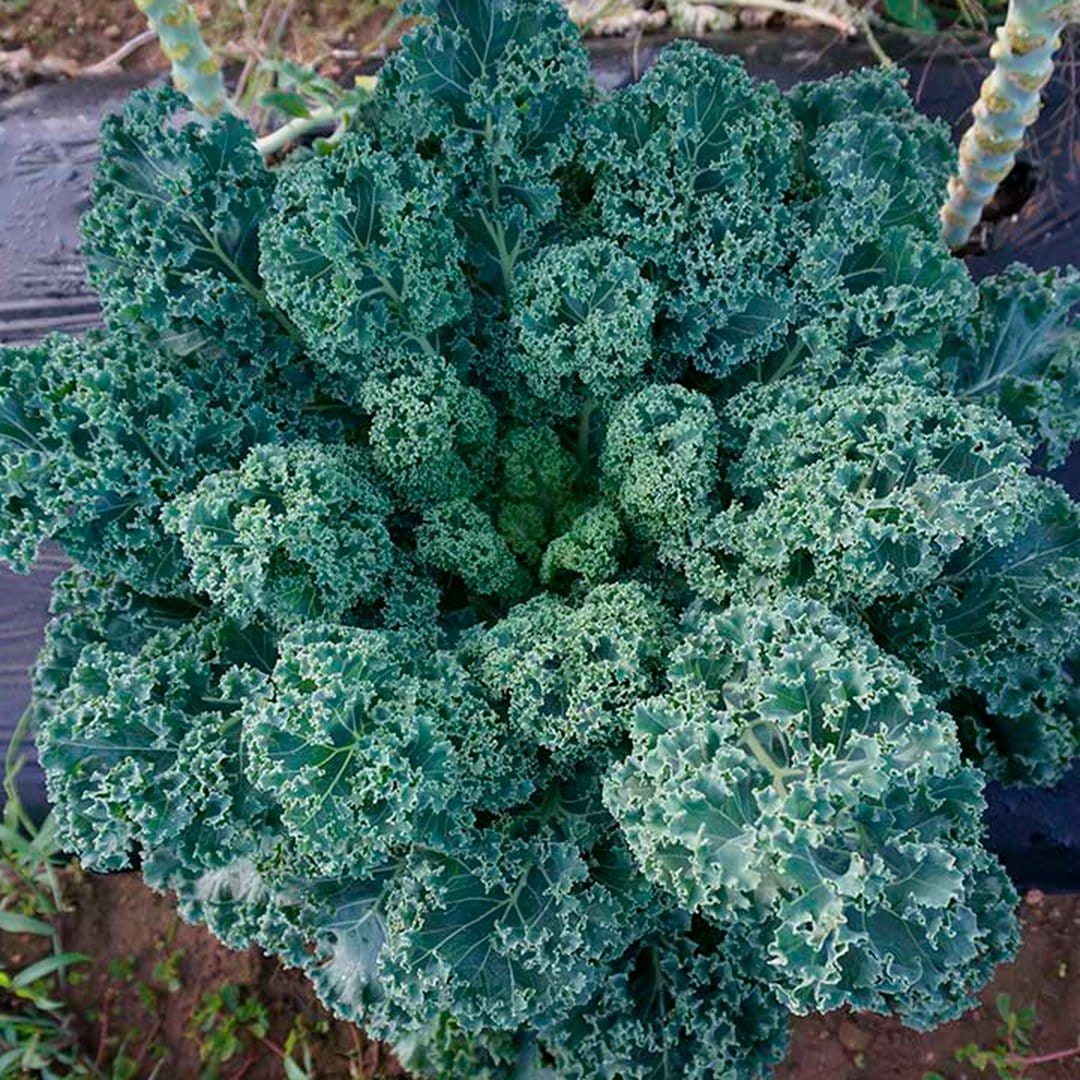 back to the roots organic garden essentials vegetable seeds variety Organic Fall Essentials 15-Pack