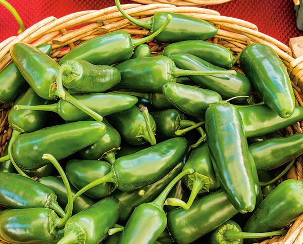market garden seeds Back to the Roots 15pk Organic Garden Essentials Seeds Variety