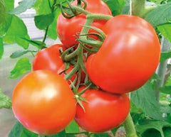  Organic Heirloom Tomato Seeds Variety Pack - 9 Seed