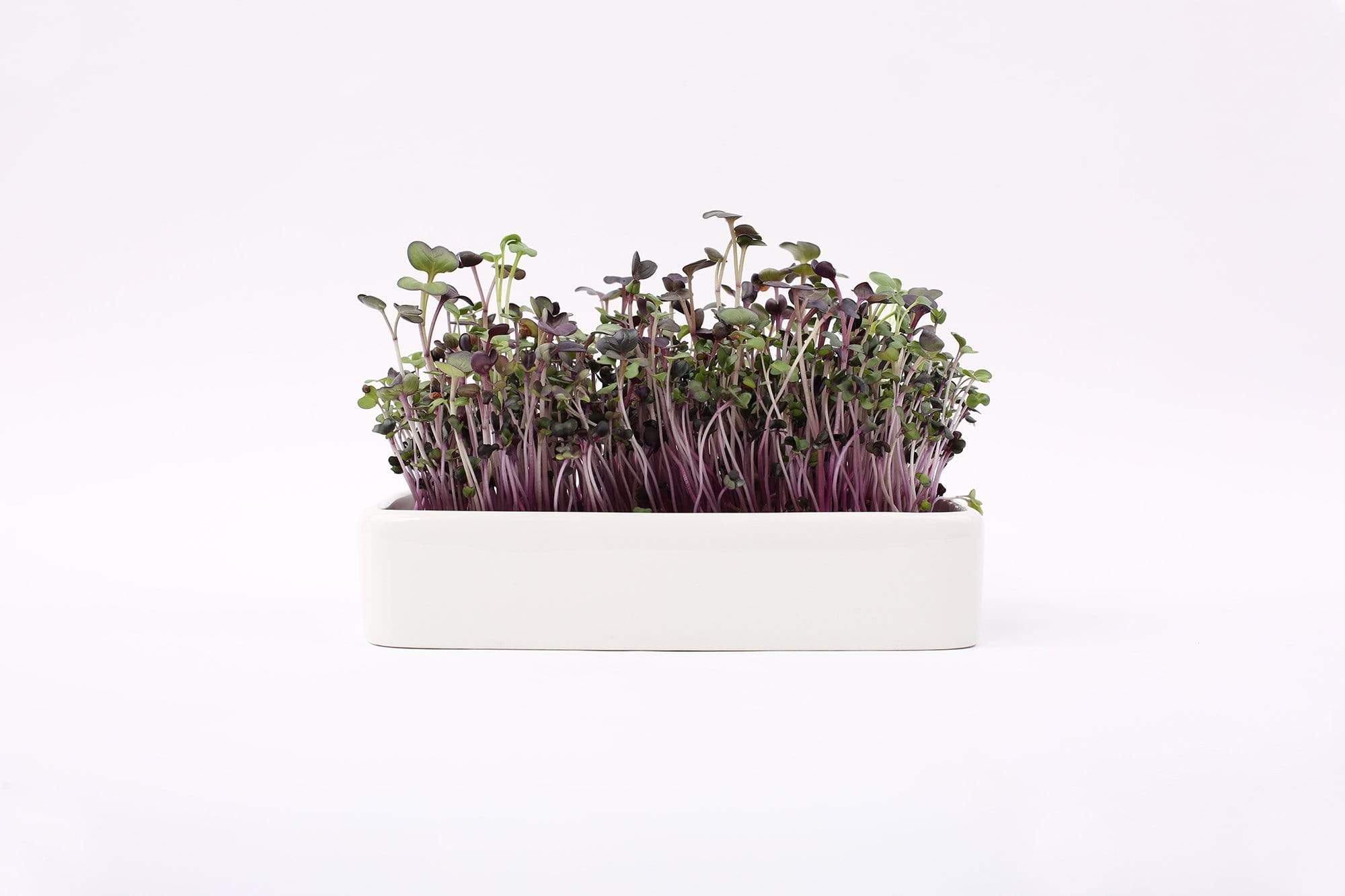 Ceramic Microgreen Grow Tray (no seeds, just planter tray)