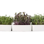 Ceramic Microgreens Planter, 3-Pack