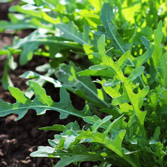Organic Herb & Veggie 20-Pack