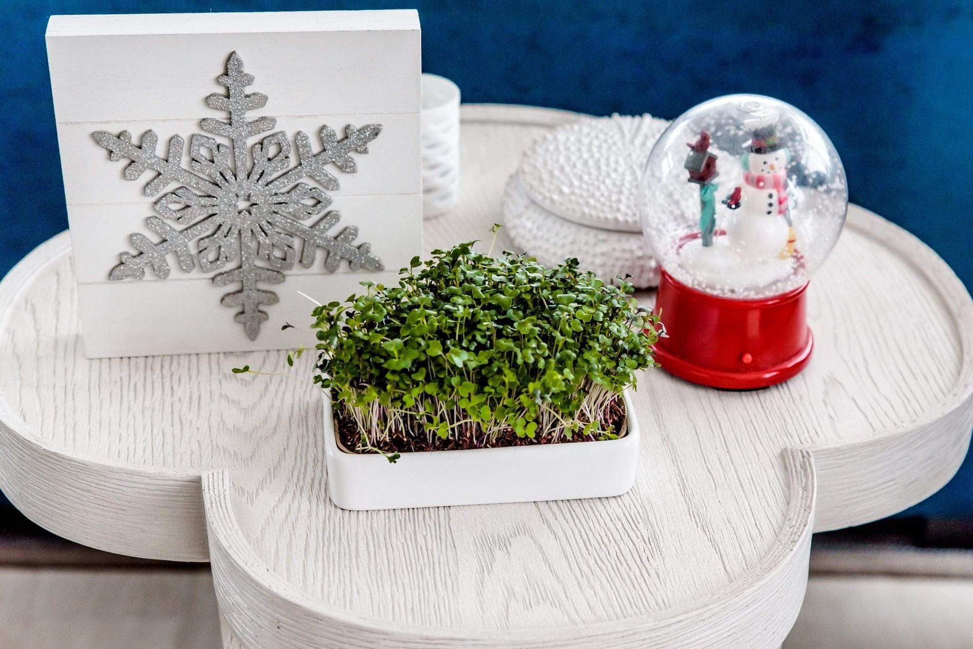 Ceramic Microgreen Grow Tray (no seeds, just planter tray)