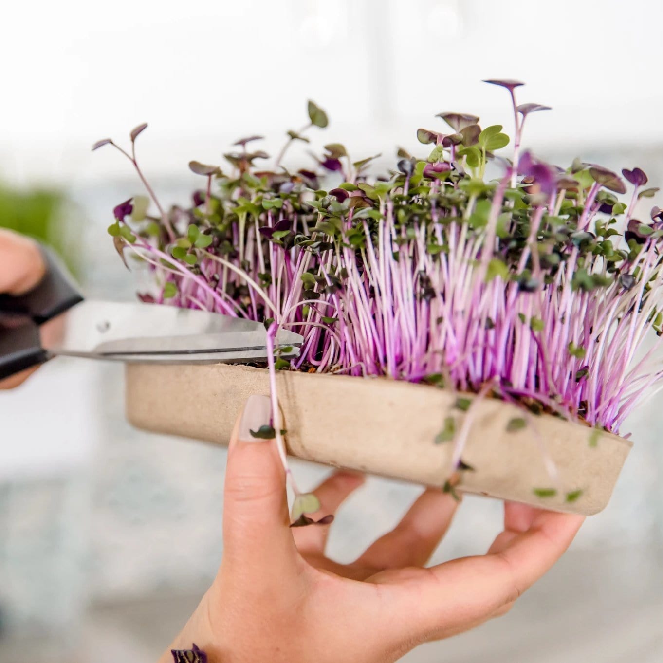Summer Gardening Collection: 12 Kit Bundle (Herbs, Veggies, Mushrooms,  & Microgreens)