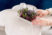 Microgreens Grow Kit (3-Pack) with Ceramic Planter