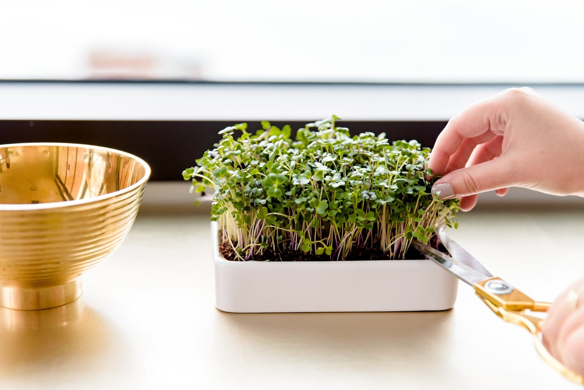 ceramic pot planter Back to the Roots - Ceramic Microgreens Planter, 3-Pack