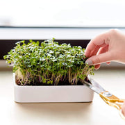 Microgreens Grow Kit (3-Pack) with Ceramic Planter