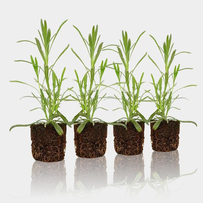 4 Pack of Pre-Grown Lavender Seedlings