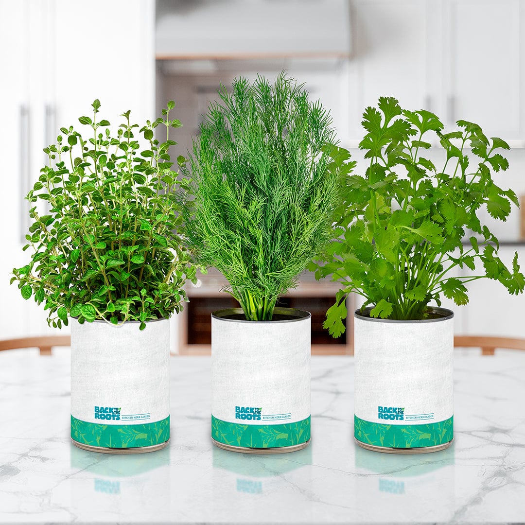 Six white pots with fresh cilantro, dill, and oregano seedlings on a kitchen countertop. - 6 Pack of Pre-Grown Cilantro, Dill, Oregano Live Seedlings - Default Title - Back to the Roots