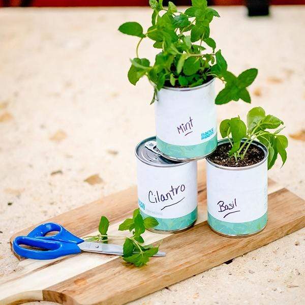 Glass Jar Grow Set - orders Basil + Mint + Cilantro