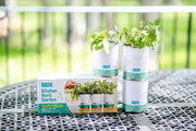Kitchen Herb Garden - Basil, Mint, Cilantro 3-Pack 🌿