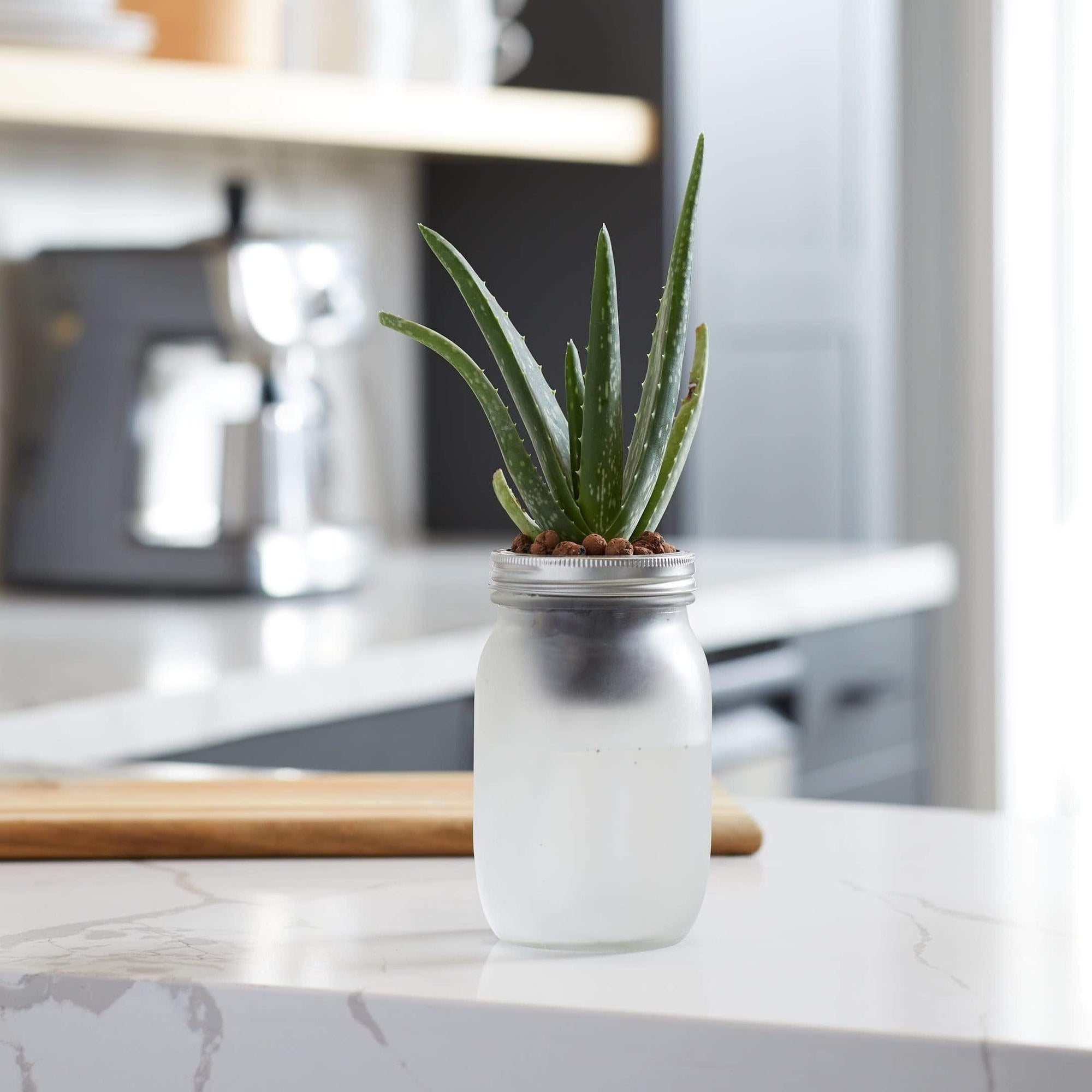succulent self watering Back to the Roots Self-Watering Grow Kit