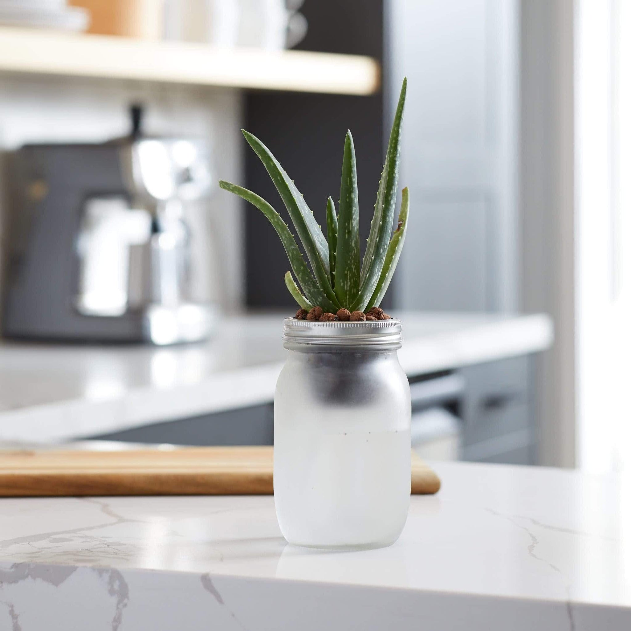succulent watering syringe Back to the Roots Self-Watering Grow Kit
