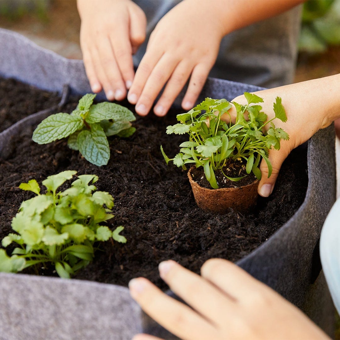 planting seedlings in pots Organic & Plantable 2.4" Seed Starting Pots (24 ct)