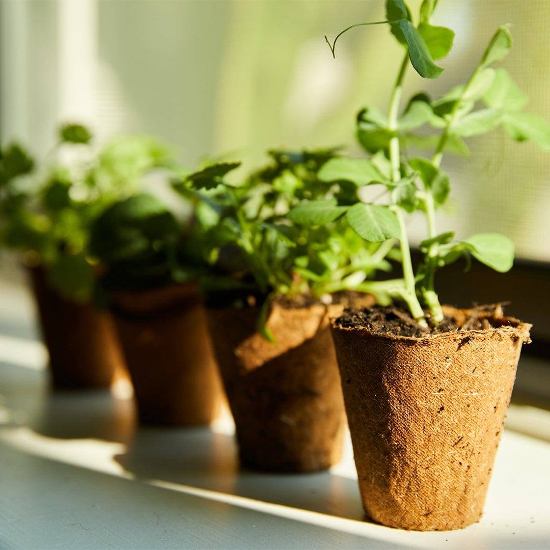 small starter pots for plants Back to the Roots - Plantable Seed Starting Pots - Includes 24 Pots