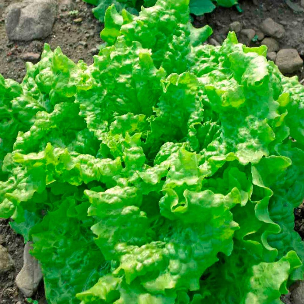 Organic Super Greens 10-Pack – Back to the Roots