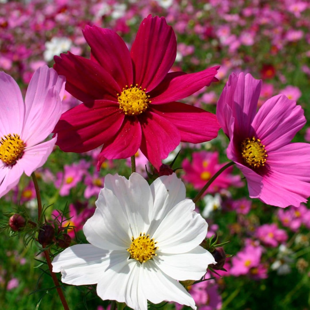 flower seeds mail order Organic Flower 5-Pack Seed Bundle