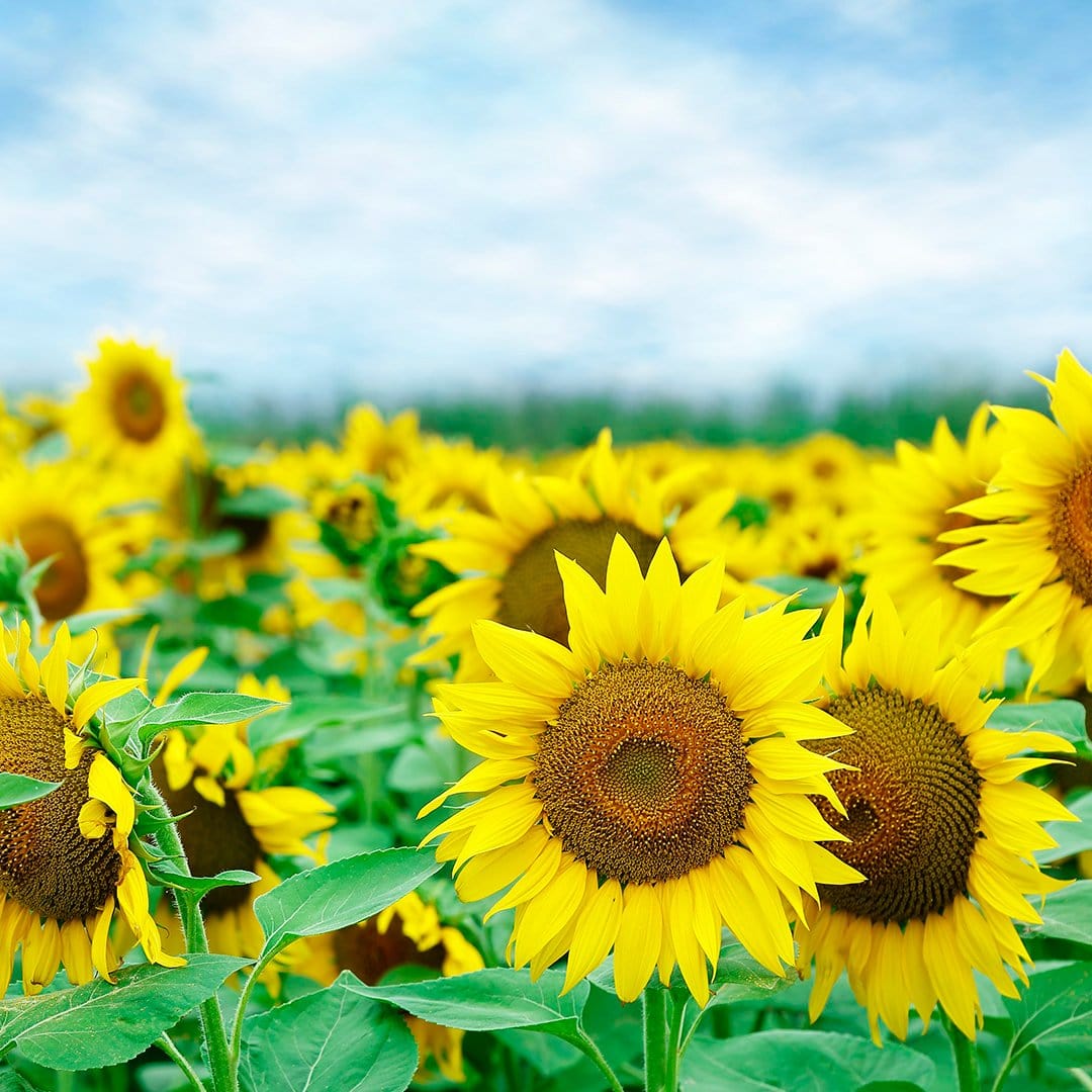 Organic Flower 5-Pack