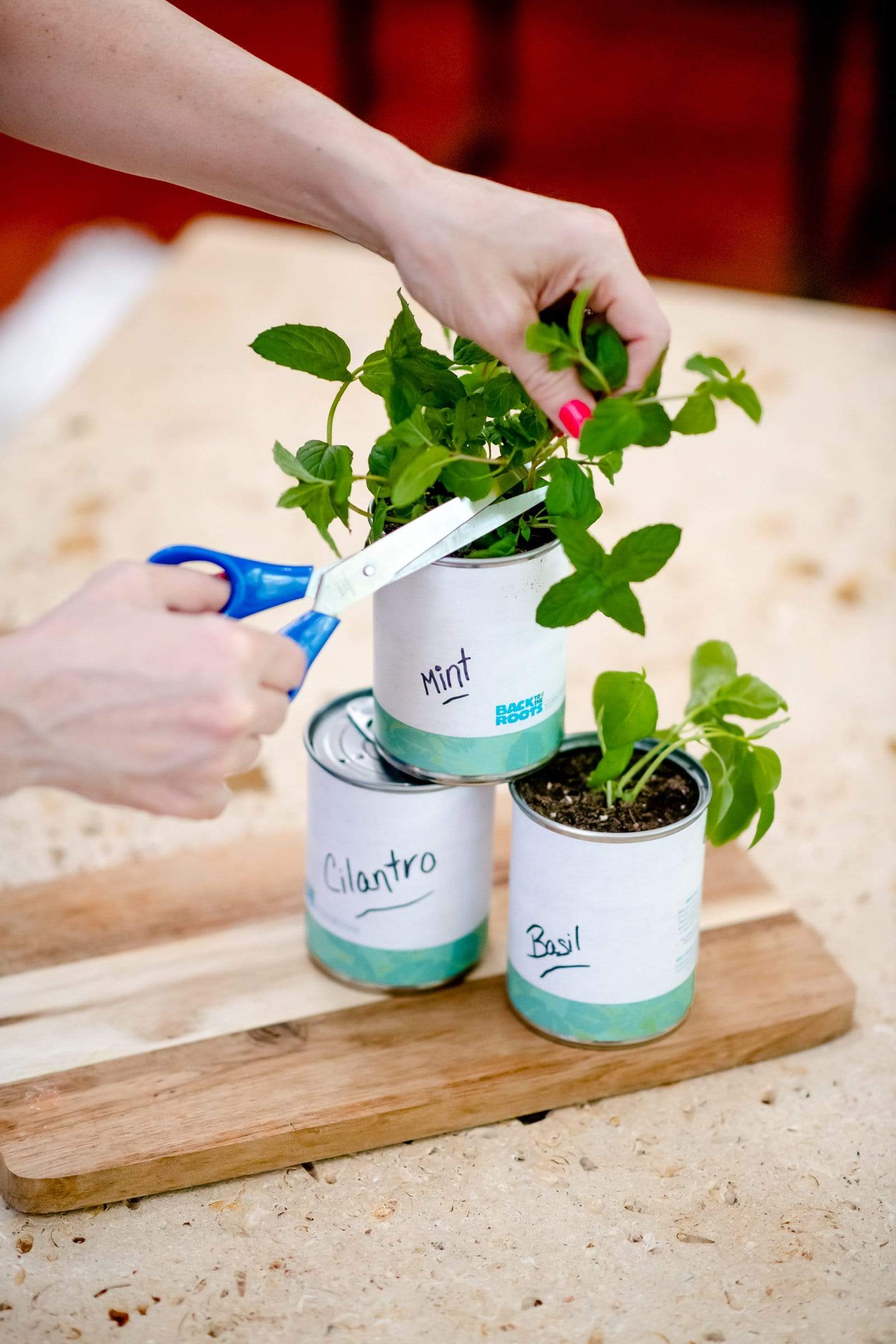 Kitchen Herb Garden - Basil, Mint, Cilantro 3-Pack 🌿 – Back to