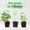Six living seedlings of oregano, dill, and cilantro with visible healthy green leaves and dark soil roots. - 6 Pack of Pre-Grown Cilantro, Dill, Oregano Live Seedlings - Default Title - Back to the Roots