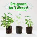 Six living seedlings of oregano, dill, and cilantro with visible healthy green leaves and dark soil roots. - 6 Pack of Pre-Grown Cilantro, Dill, Oregano Live Seedlings - Default Title - Back to the Roots