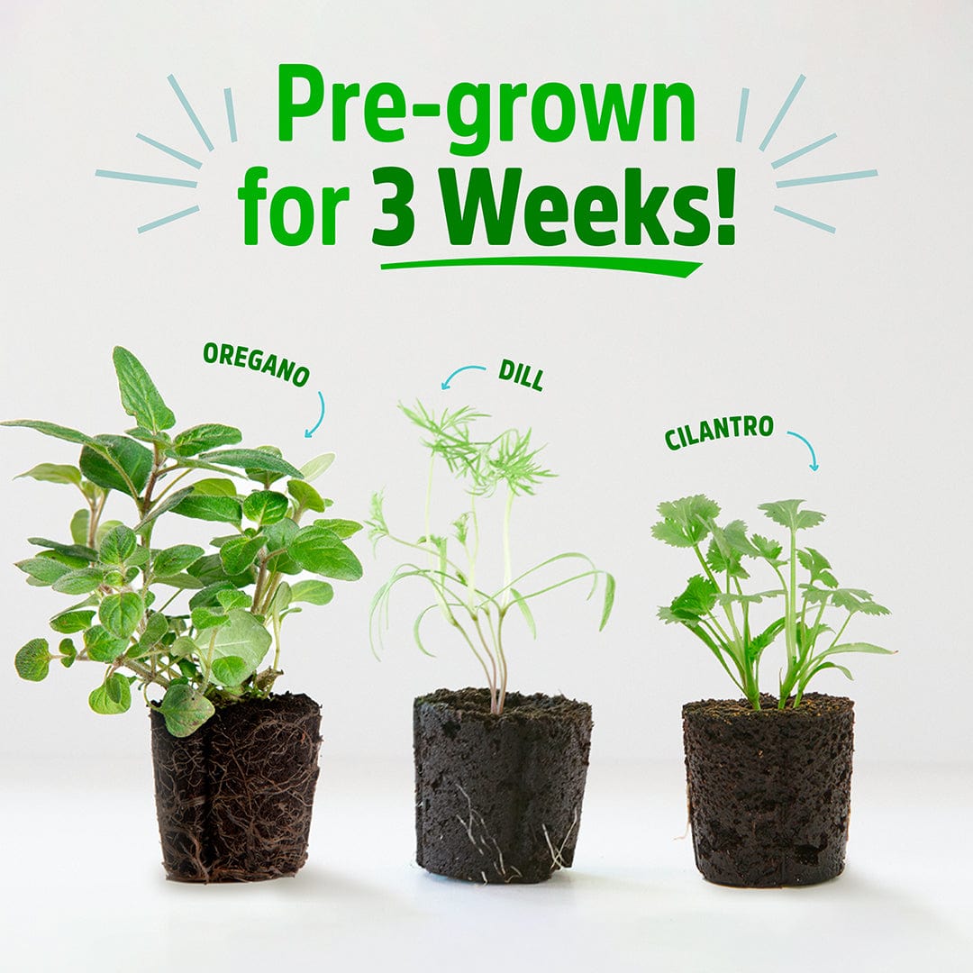 Six living seedlings of oregano, dill, and cilantro with visible healthy green leaves and dark soil roots. - 6 Pack of Pre-Grown Cilantro, Dill, Oregano Live Seedlings - Default Title - Back to the Roots