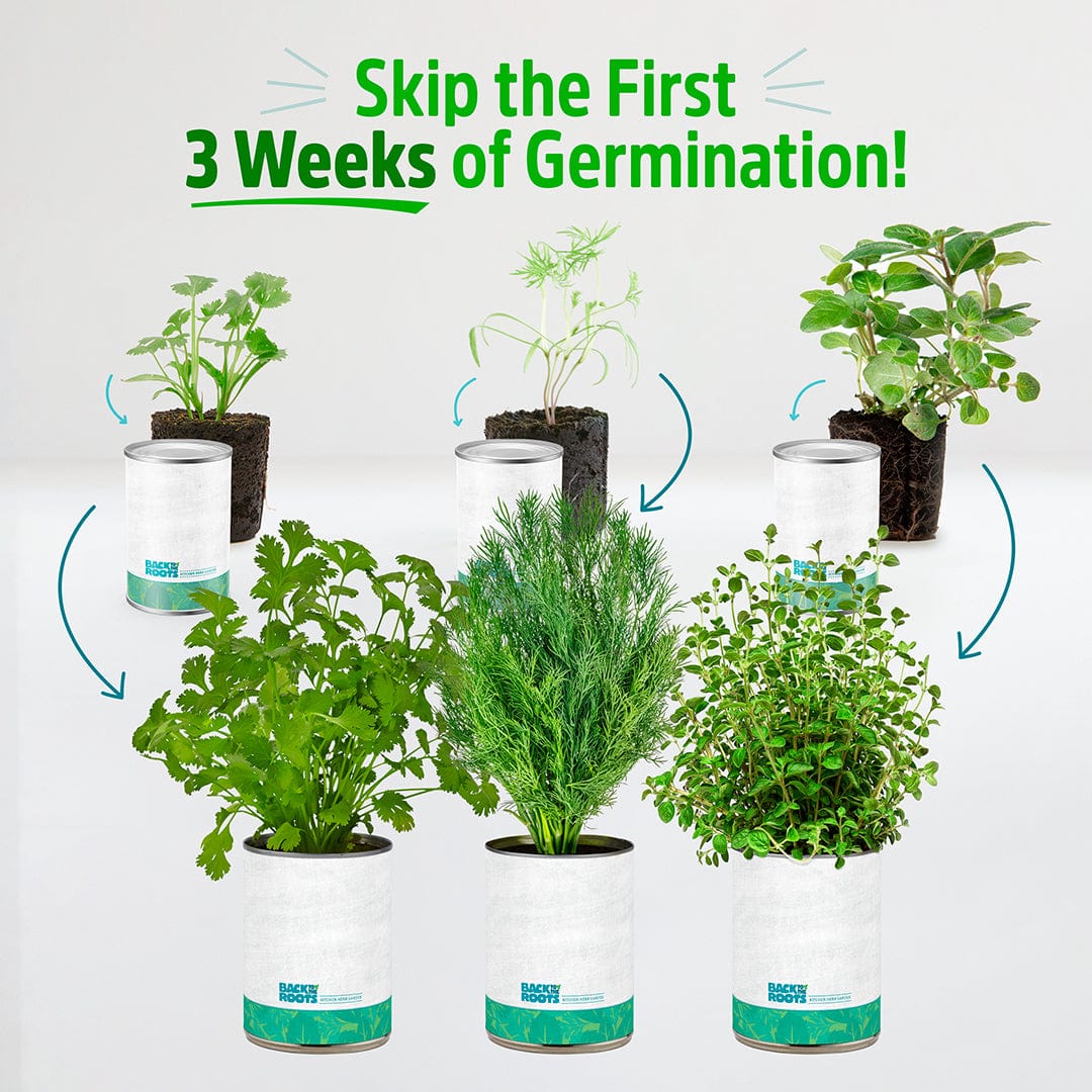 Six white pots with live cilantro, dill, and oregano seedlings, showing mature green leaves and healthy growth. - 6 Pack of Pre-Grown Cilantro, Dill, Oregano Live Seedlings - Default Title - Back to the Roots