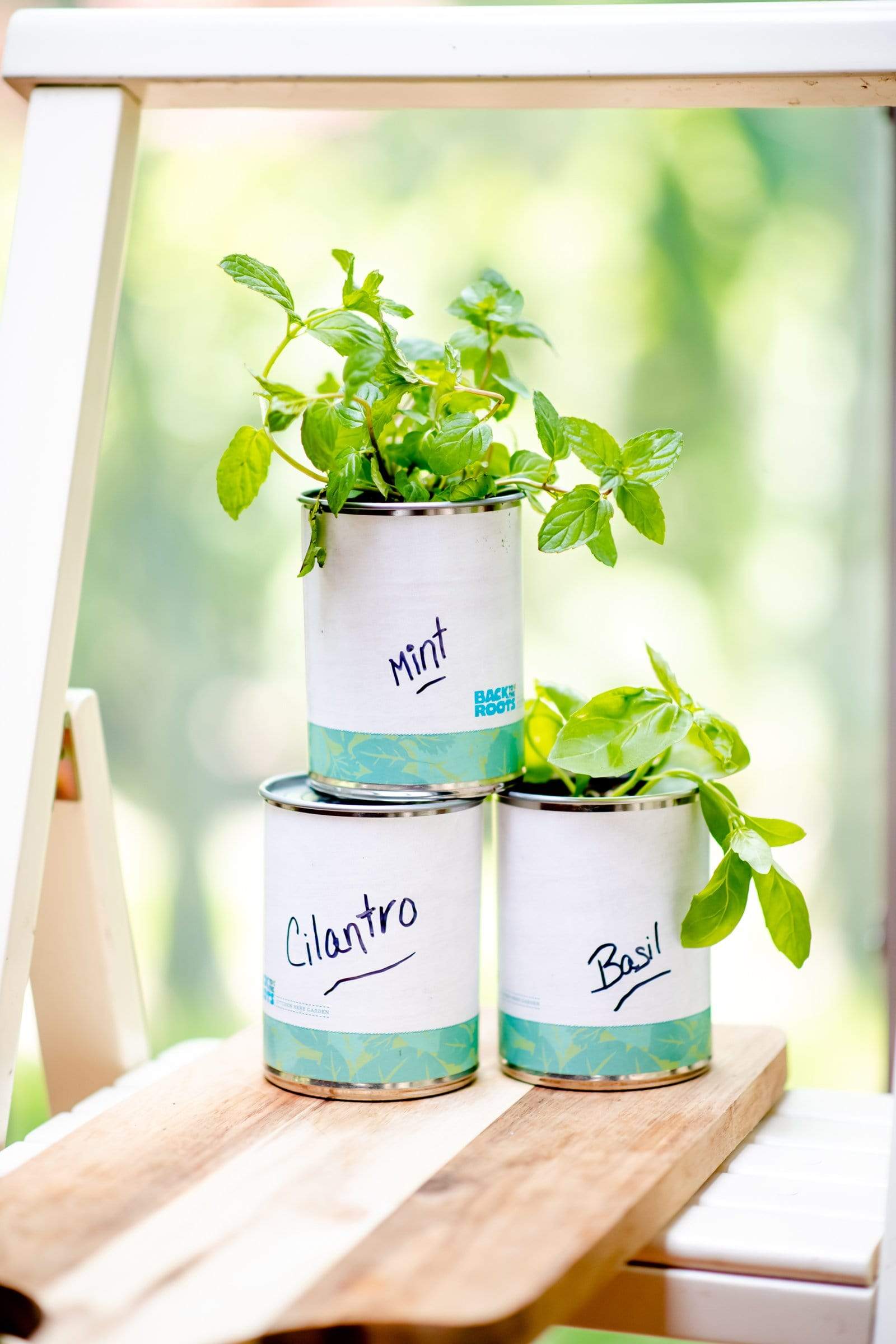 Kitchen Herb Garden - Basil, Mint, Cilantro 3-Pack 🌿 – Back to