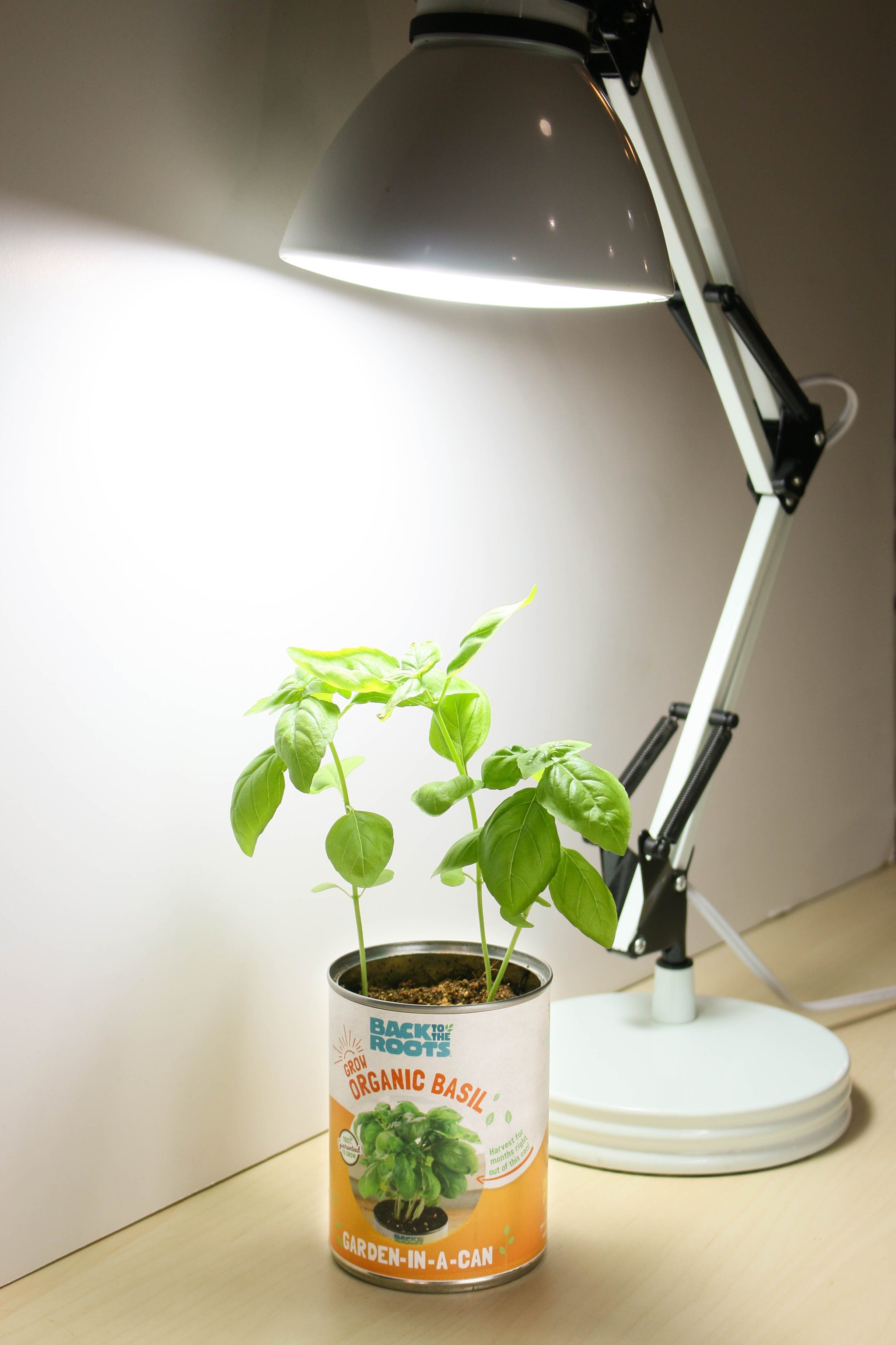does regular light bulbs help plants grow Grow Bulb