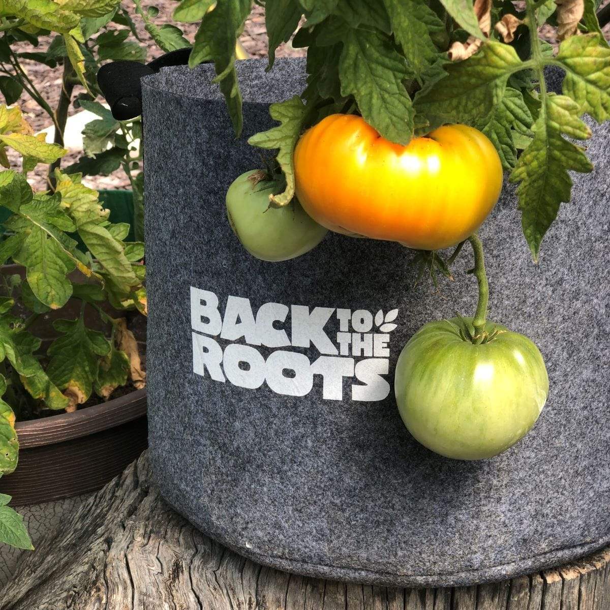 tomato plant self watering container Back to the Roots Self-Watering Fabric Garden Pot