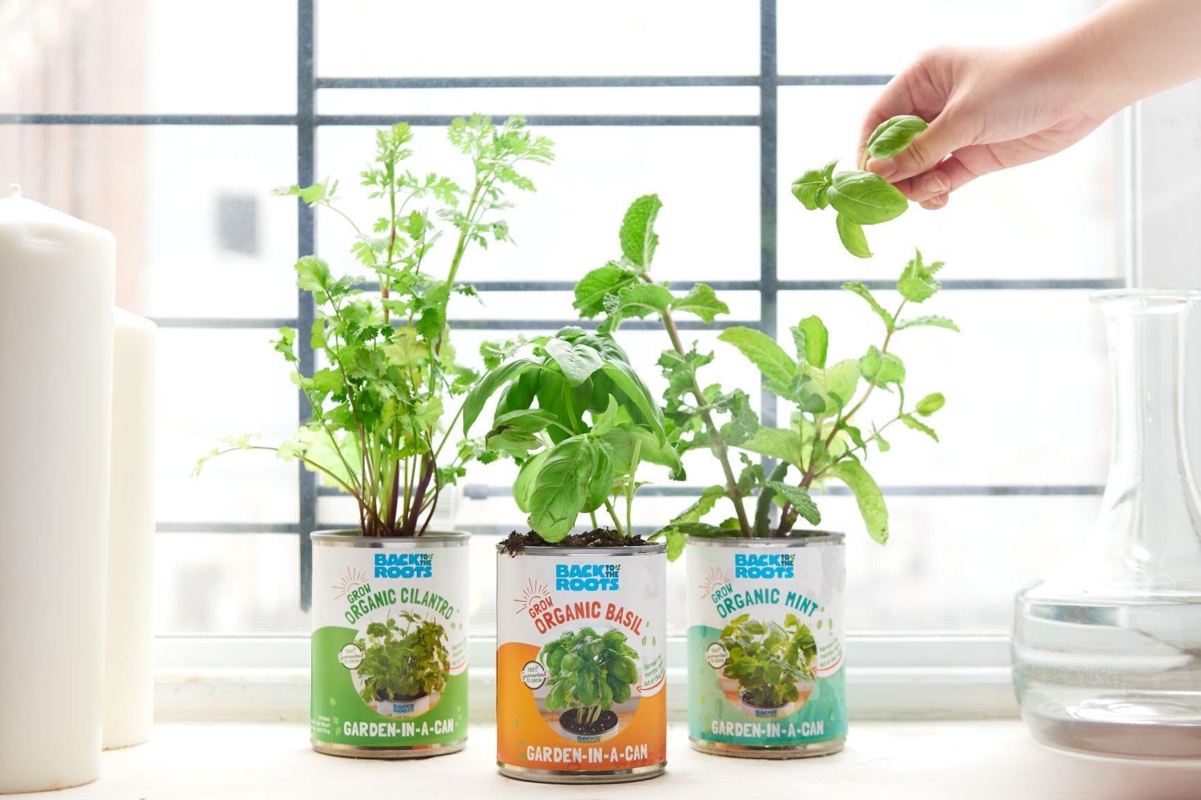 grow your own indoor plant kit The Complete Windowsill Garden Kit by Back to The Roots
