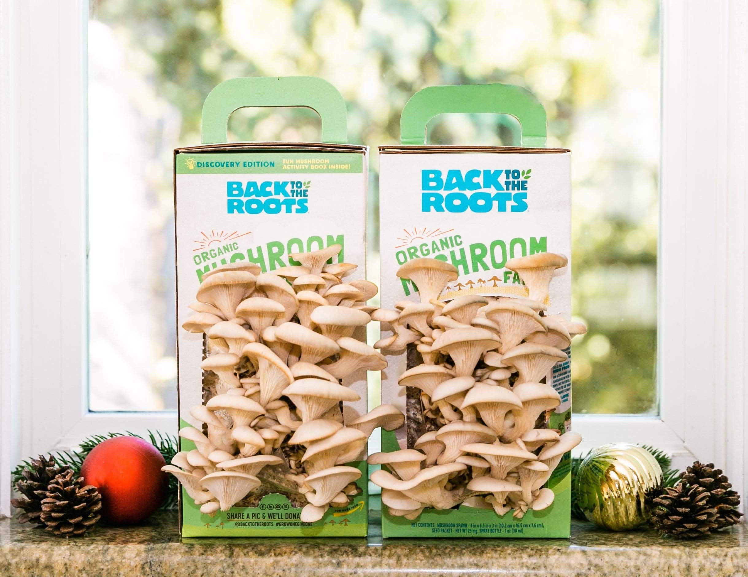 Root Mushroom Farm – Kit Coltivazione Funghi Ostrica Blu (1,5 Kg) – Tenda Umidità E Spray Inclusi