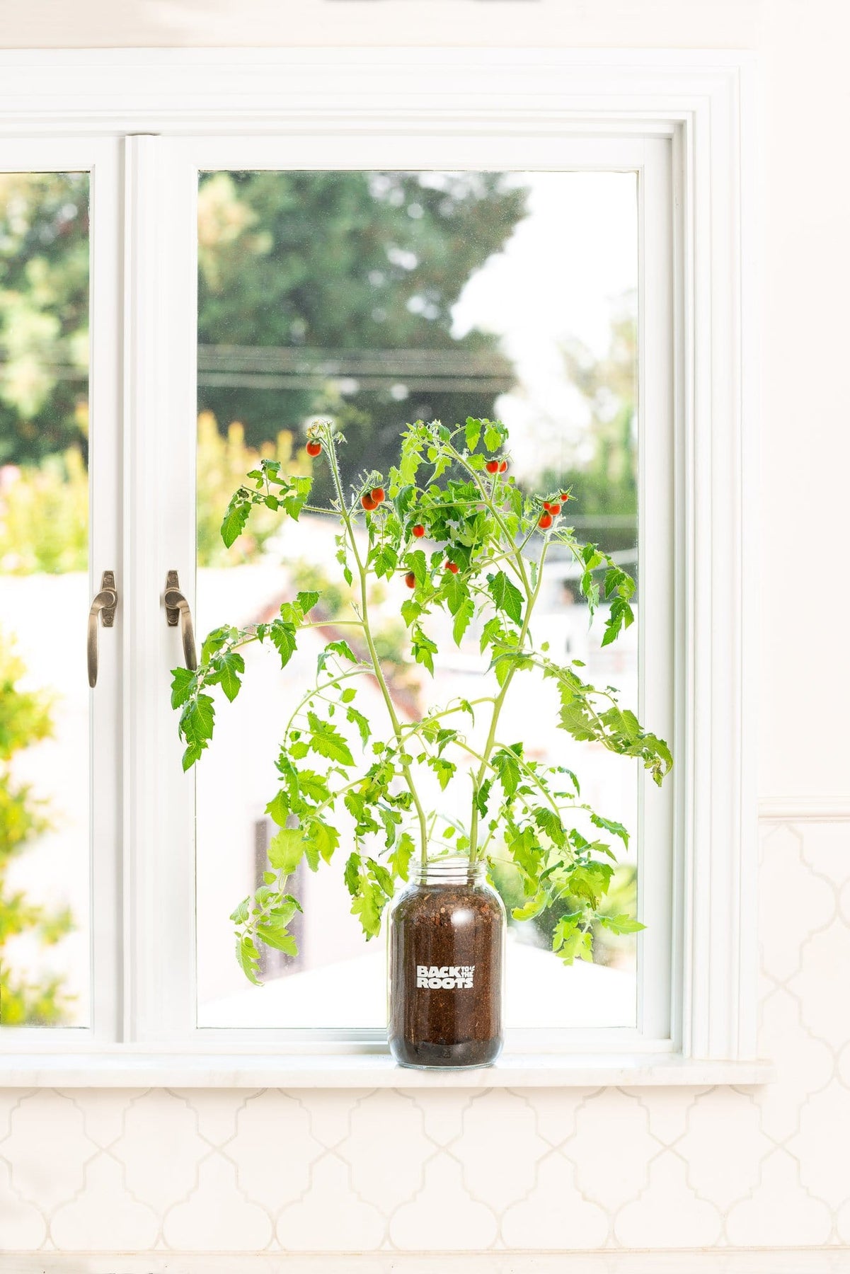 The Indoor Gardening Essentials Herb, Veggies and Mushrooms 6Plant