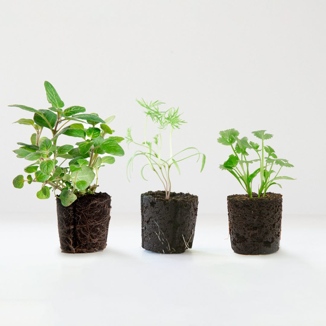 Six vibrant green cilantro, dill, and oregano live seedlings with visible root soil on a white background. - 6 Pack of Pre-Grown Cilantro, Dill, Oregano Live Seedlings - Default Title - Back to the Roots