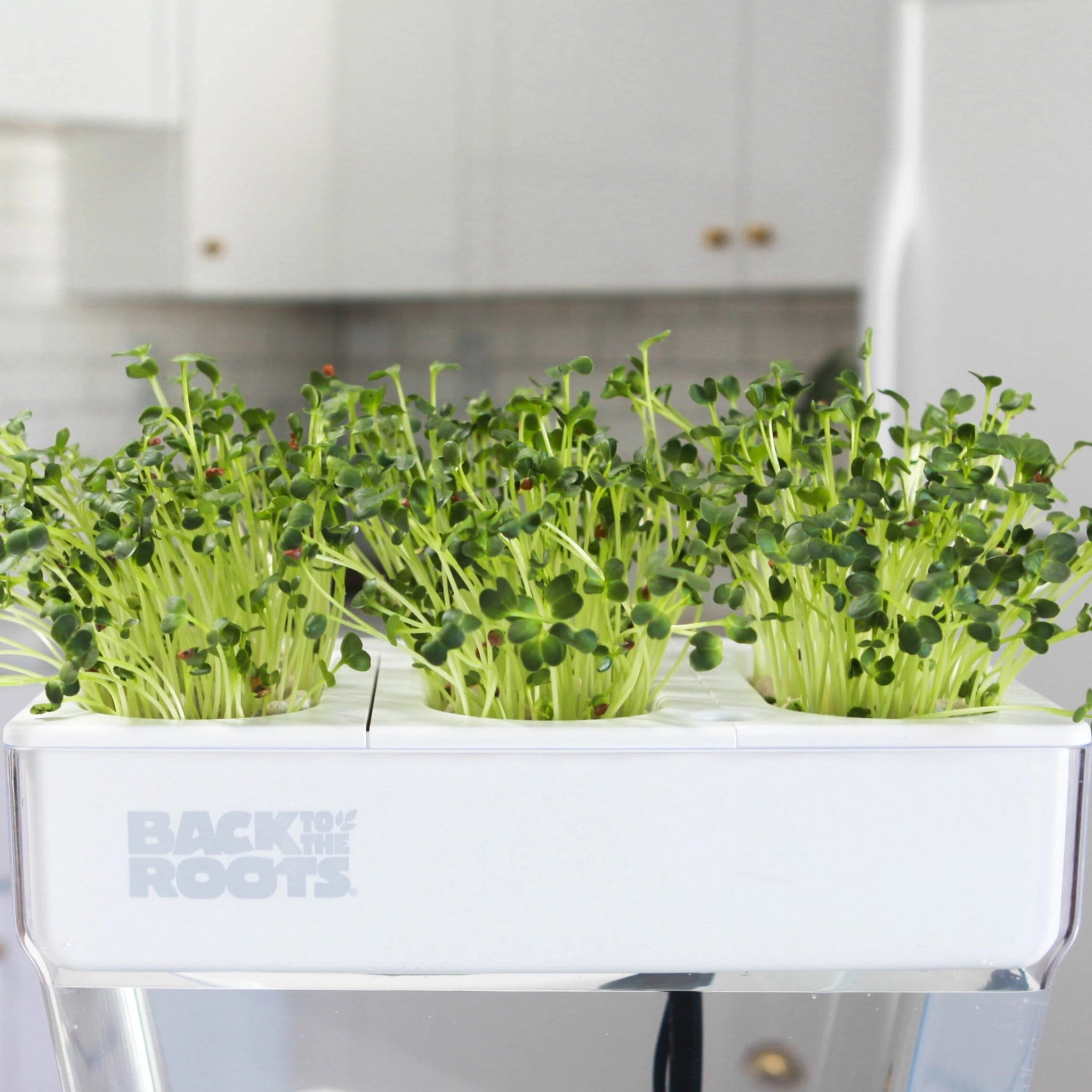 walgreens plant seeds Microgreen Seed Packets – Back to the Roots