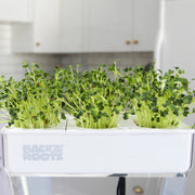 Microgreen Seed Packets - Radish Microgreen Seeds - Back to the Roots