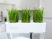 Microgreen Seed Packets - Wheatgrass Seeds - Back to the Roots