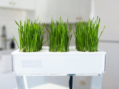 Microgreen Seed Packets - Wheatgrass Seeds - Back to the Roots