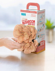 MUSHROOM GROW KIT (2 PACK) - *New* VARIETY EDITION (Pink + Pearl Oyster Mushrooms) - Back to the Roots