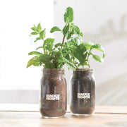 Kitchen Herb Garden by Ayesha Curry (Jar 2 Pack) - Organic Basil & Mint - Back to the Roots