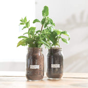 Herb & Veggie 4-Pack (Mason Jar Set) - Basil, Mint, Tomato and Pepper Planters