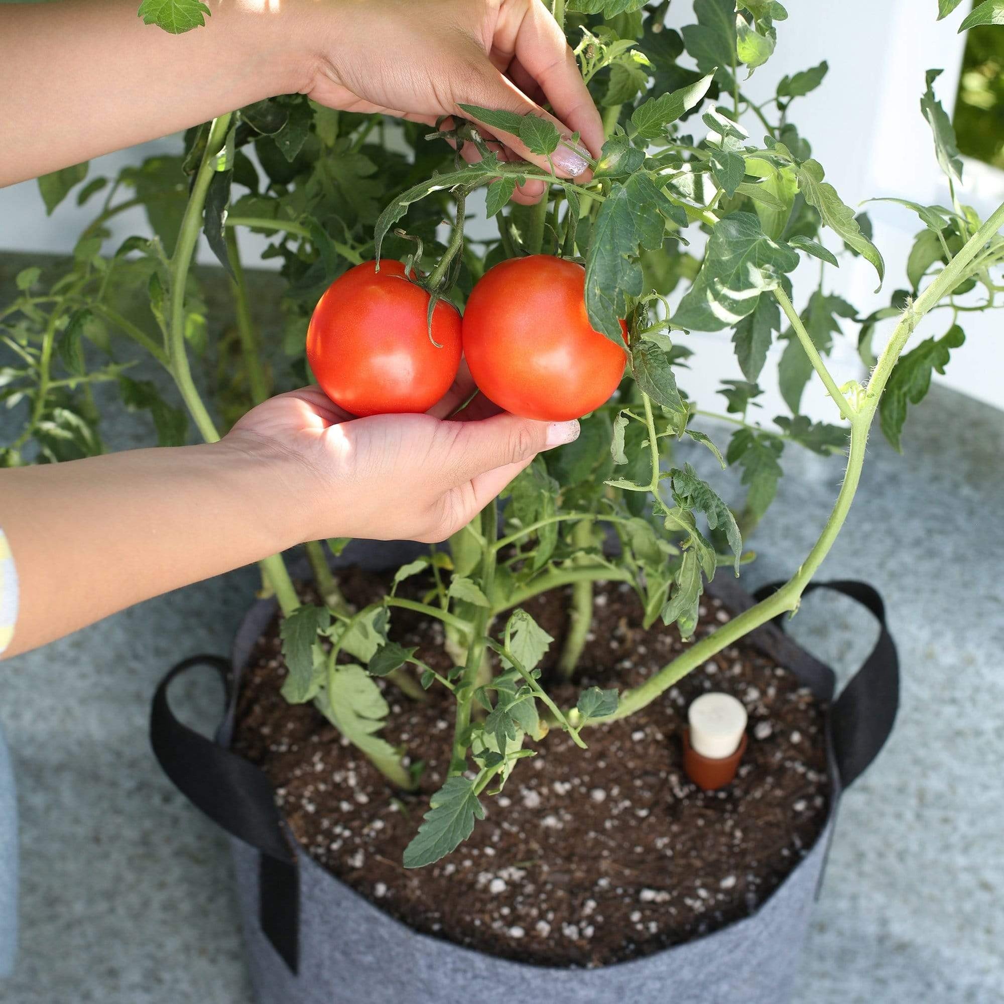 back to the roots self watering planter Back to the Roots Self-Watering Fabric Garden Pot
