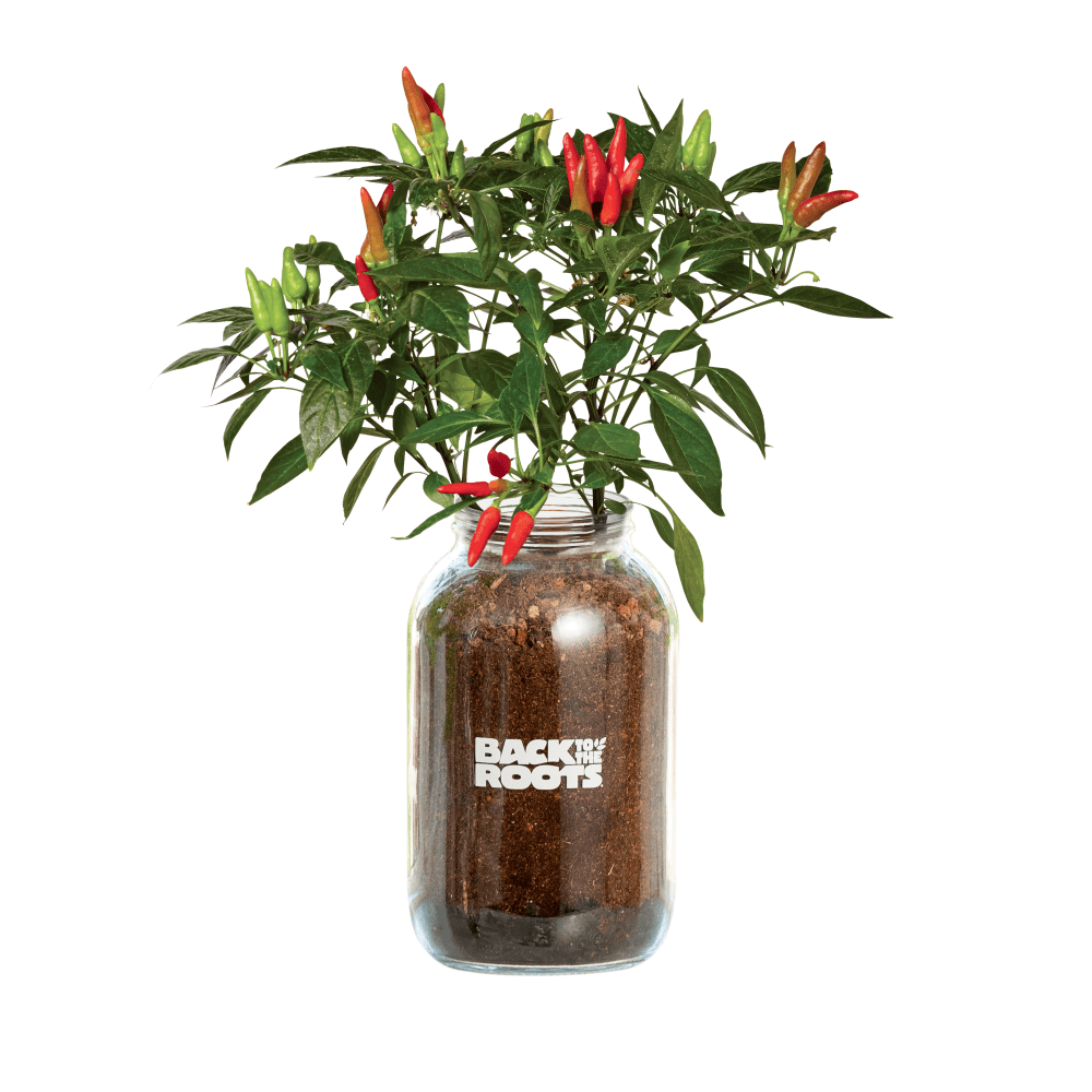 Herb & Veggie 4-Pack (Mason Jar Set)